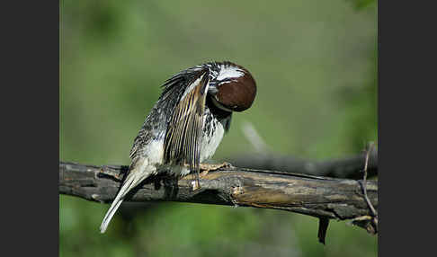 Weidensperling (Passer hispaniolensis)