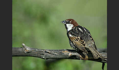 Weidensperling (Passer hispaniolensis)