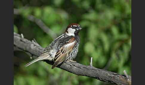 Weidensperling (Passer hispaniolensis)