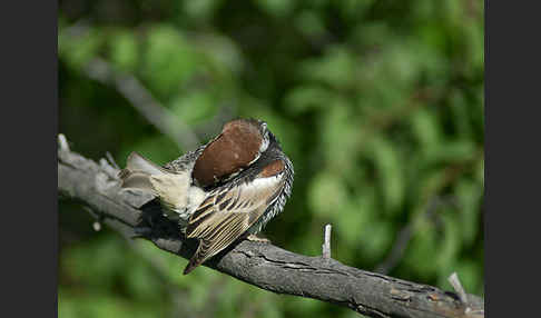 Weidensperling (Passer hispaniolensis)