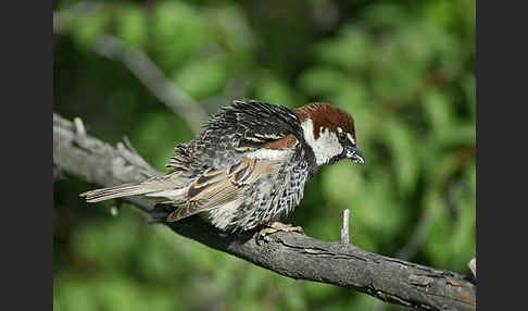 Weidensperling (Passer hispaniolensis)