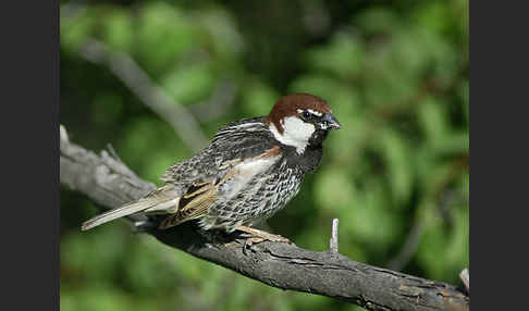 Weidensperling (Passer hispaniolensis)