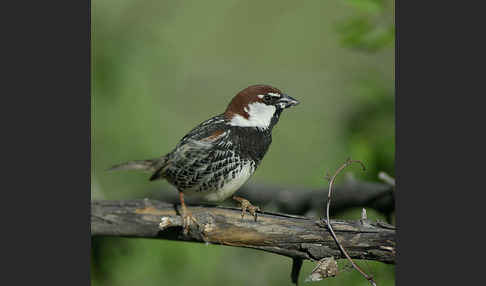 Weidensperling (Passer hispaniolensis)