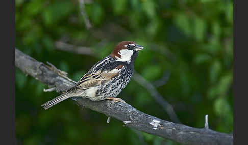 Weidensperling (Passer hispaniolensis)