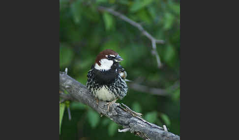 Weidensperling (Passer hispaniolensis)