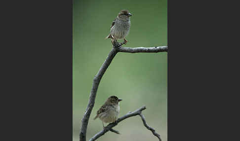 Weidensperling (Passer hispaniolensis)