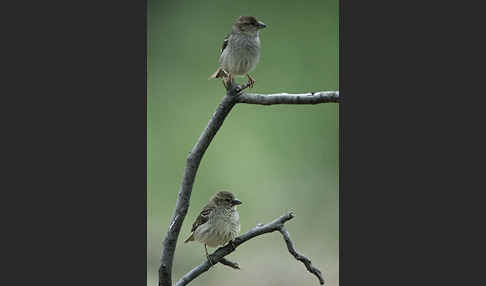 Weidensperling (Passer hispaniolensis)