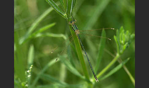 Südliche Binsenjungfer (Lestes barbarus)