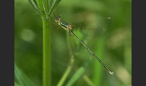 Südliche Binsenjungfer (Lestes barbarus)