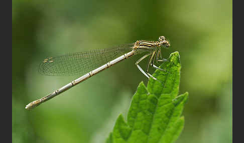 Federlibelle (Platycnemis pennipes)