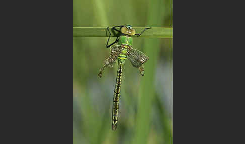 Große Königslibelle (Anax imperator)