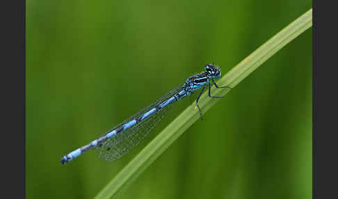 Vogel-Azurjungfer (Coenagrion ornatum)