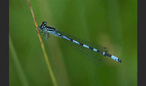 Vogel-Azurjungfer (Coenagrion ornatum)