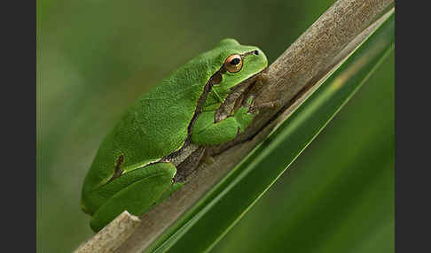 Östlicher Laubfrosch (Hyla orientalis)