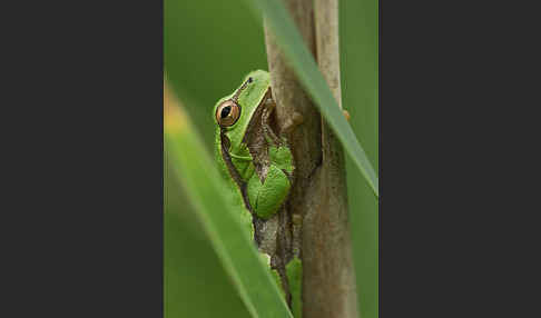 Östlicher Laubfrosch (Hyla orientalis)