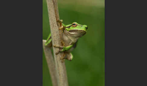 Östlicher Laubfrosch (Hyla orientalis)