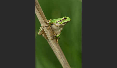 Östlicher Laubfrosch (Hyla orientalis)