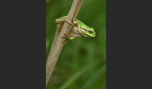 Östlicher Laubfrosch (Hyla orientalis)