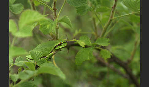 Östlicher Laubfrosch (Hyla orientalis)