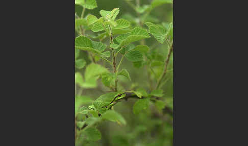 Östlicher Laubfrosch (Hyla orientalis)