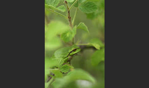 Östlicher Laubfrosch (Hyla orientalis)