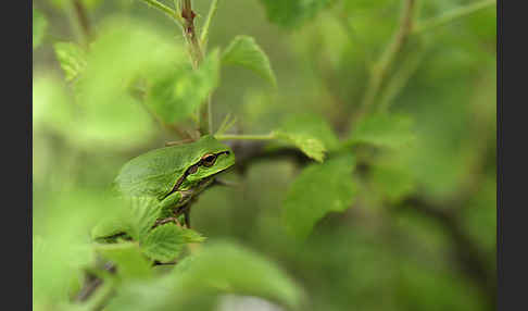 Östlicher Laubfrosch (Hyla orientalis)