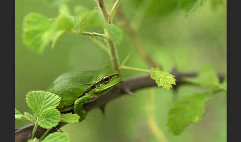 Östlicher Laubfrosch (Hyla orientalis)