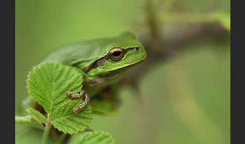 Östlicher Laubfrosch (Hyla orientalis)