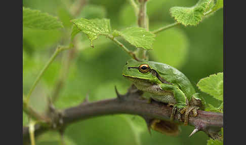 Östlicher Laubfrosch (Hyla orientalis)