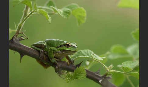 Östlicher Laubfrosch (Hyla orientalis)