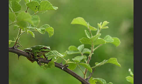 Östlicher Laubfrosch (Hyla orientalis)