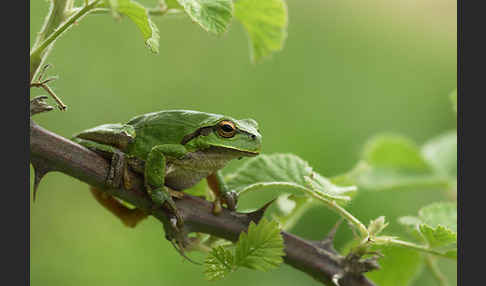 Östlicher Laubfrosch (Hyla orientalis)