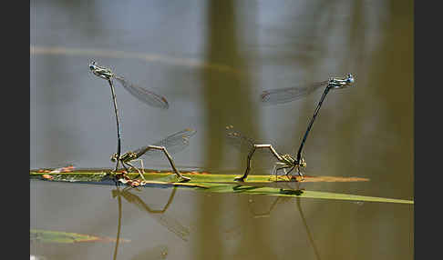 Federlibelle (Platycnemis pennipes)