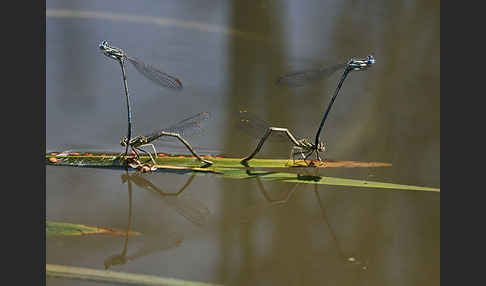 Federlibelle (Platycnemis pennipes)