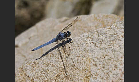 Südlicher Blaupfeil (Orthetrum brunneum)