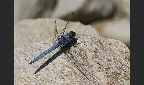 Südlicher Blaupfeil (Orthetrum brunneum)