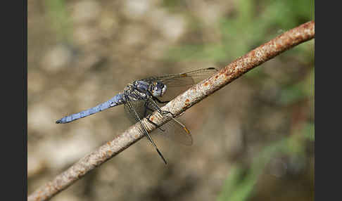 Südlicher Blaupfeil (Orthetrum brunneum)