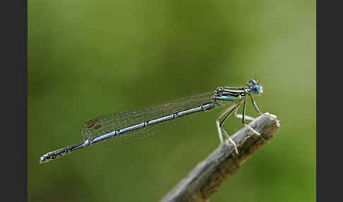 Federlibelle (Platycnemis pennipes)