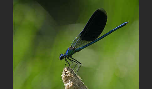 Gebänderte Prachtlibelle (Calopteryx splendens)