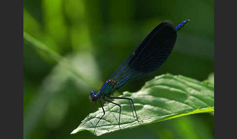 Gebänderte Prachtlibelle (Calopteryx splendens)