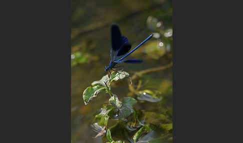 Gebänderte Prachtlibelle (Calopteryx splendens)