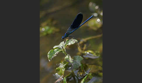 Gebänderte Prachtlibelle (Calopteryx splendens)