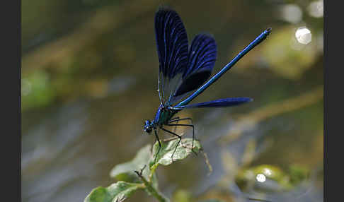 Gebänderte Prachtlibelle (Calopteryx splendens)