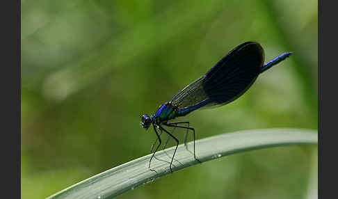 Gebänderte Prachtlibelle (Calopteryx splendens)