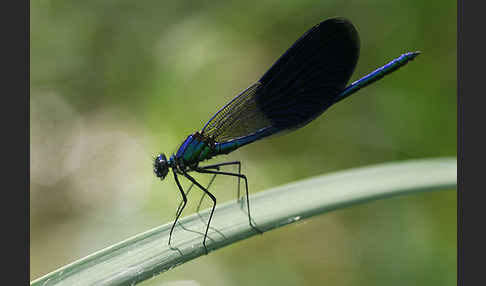 Gebänderte Prachtlibelle (Calopteryx splendens)