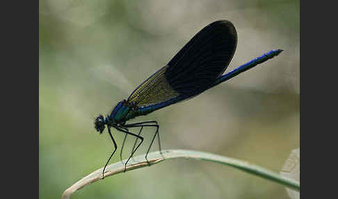 Gebänderte Prachtlibelle (Calopteryx splendens)