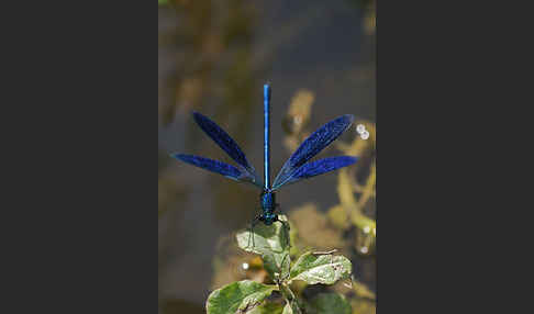 Gebänderte Prachtlibelle (Calopteryx splendens)