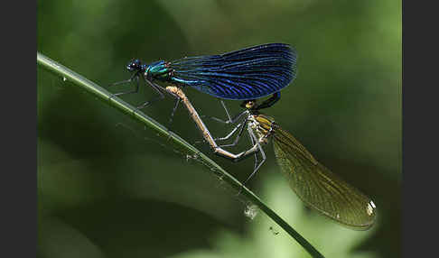 Gebänderte Prachtlibelle (Calopteryx splendens)