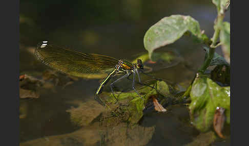 Gebänderte Prachtlibelle (Calopteryx splendens)