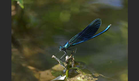 Gebänderte Prachtlibelle (Calopteryx splendens)